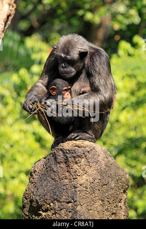 Uno scimpanzé (Pan troglodytes troglodytes), femmina adulti con i giovani, Africa Foto Stock