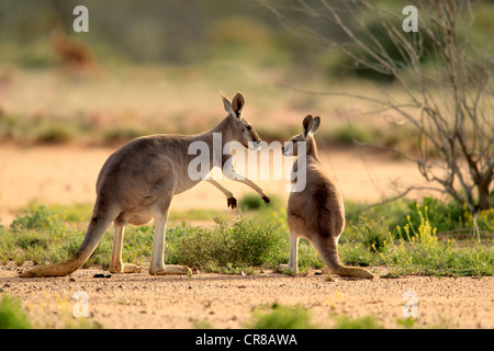 Canguro rosso (Macropus rufus) femmina adulti e giovani, Tibooburra, Sturt National Park, New South Wales, Australia Foto Stock