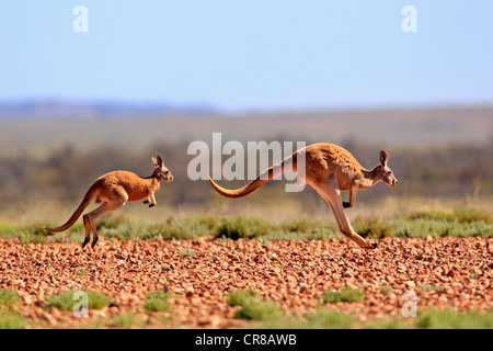 Canguro rosso (Macropus rufus) jumping femmina adulti e giovani, Tibooburra, Sturt National Park, New South Wales, Australia Foto Stock