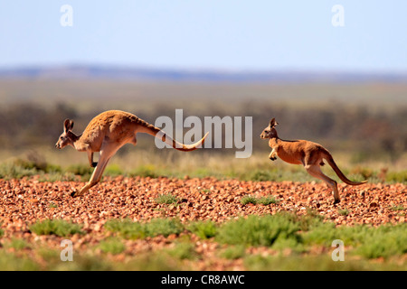 Canguro rosso (Macropus rufus) jumping femmina adulti e giovani, Tibooburra, Sturt National Park, New South Wales, Australia Foto Stock