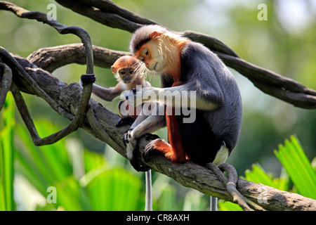 Rosso-shanked Douc (Pygathrix nemaeus), femmina adulta con baby, albero, Asia Foto Stock