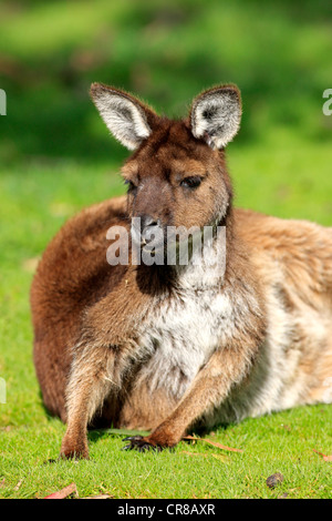 Kangaroo Island Kangaroo (Macropus fuliginosus fuliginosus), sottospecie di occidentale Canguro grigio, adulto, , Australia Foto Stock