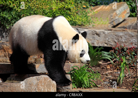Panda gigante (Ailuropoda melanoleuca), Adulto, lo Zoo di Adelaide, Sud Austalia, Australia Foto Stock