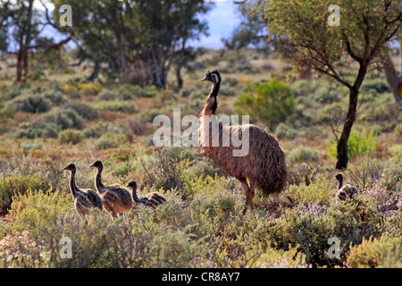 Emu (Dromaius novaehollandiae), maschio adulto con pulcini, Nuovo Galles del Sud, Australia Foto Stock