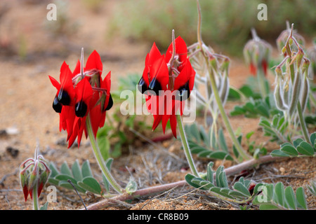 La Sturt Desert Pea (Swainsona formosa), fiori, Sturt National Park, New South Wales, Australia Foto Stock