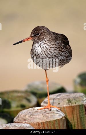 (Redshank Tringa totanus), adulto, in appoggio su una gamba, Germania, Europa Foto Stock