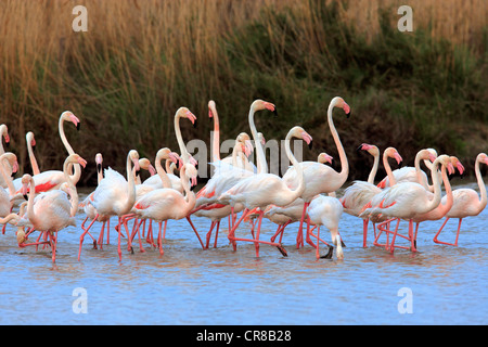 Fenicottero maggiore (Phoenicopterus ruber roseus), gruppo in acqua, Saintes-Maries-de-la-Mer, Camargue, Francia, Europa Foto Stock