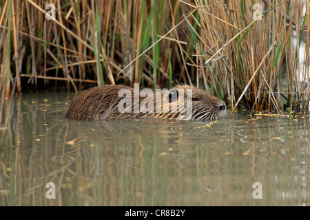 Nutria o (coypu Myocastor coypus), piscina in acqua, Saintes-Maries-de-la-Mer, Camargue, Francia, Europa Foto Stock