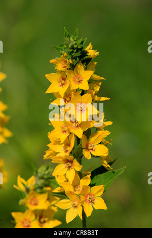 Giallo (Loosestrife Lysimachia punctata), Bush Foto Stock