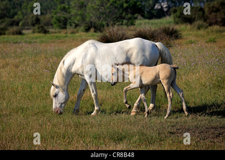 Cavalli Camargue (Equus caballus), il mare e il puledro, Saintes-Marie-de-la-Mer, Camargue, Francia, Europa Foto Stock