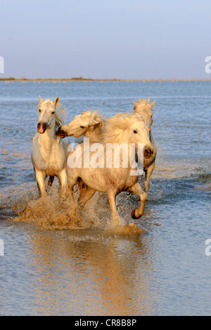 Cavalli Camargue (Equus caballus), in acqua, Saintes-Marie-de-la-Mer, Camargue, Francia, Europa Foto Stock