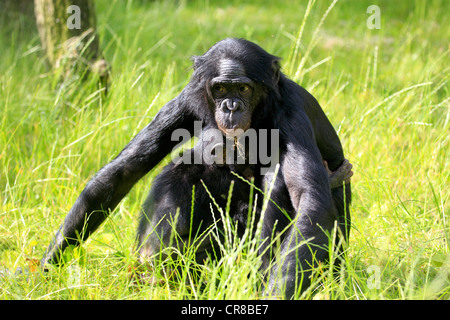 Bonobo o scimpanzé pigmeo (Pan paniscus), la madre e il bambino, Africa Foto Stock