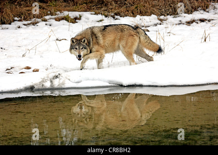 Lupo (Canis lupus), all'acqua, neve, Montana, USA, America del Nord Foto Stock