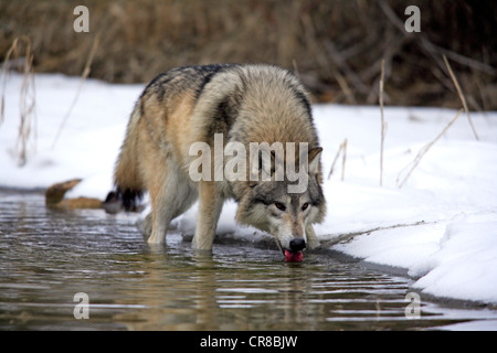 Lupo (Canis lupus), acqua potabile nella neve in inverno, Montana, USA, America del Nord Foto Stock