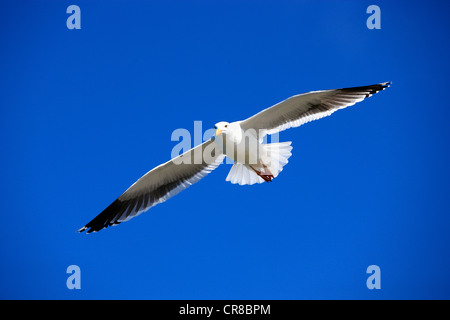 Gabbiano occidentale (Larus occidentalis), adulto, in volo, Monterey, California, USA, America del Nord Foto Stock