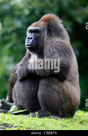 Pianura occidentale (Gorilla gorilla Gorilla), Adulto, femmina, captive, Florida, Stati Uniti d'America, America del Nord Foto Stock
