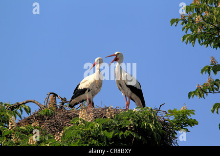 Cicogna bianca (Ciconia ciconia), coppia su un nido in un albero di castagno, Mannheim, Baden-Wuerttemberg, Germania, Europa Foto Stock