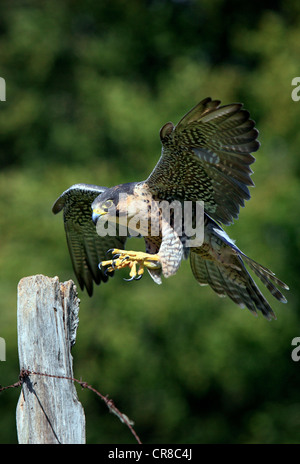 Falco pellegrino (Falco peregrinus), Adulto, maschio, avvicinando look-out, Germania, Europa Foto Stock