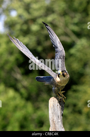 Falco pellegrino (Falco peregrinus), Adulto, maschio, arroccato, Germania, Europa Foto Stock