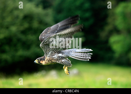 Falco pellegrino (Falco peregrinus), Adulto, maschio, in volo, Germania, Europa Foto Stock