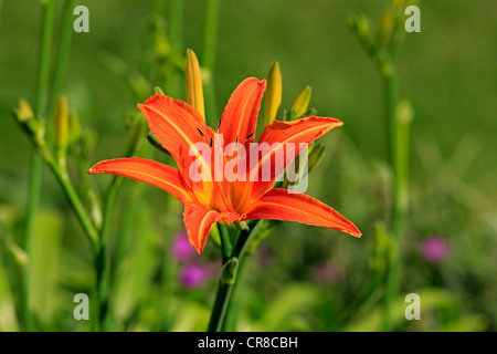 Rosso Giallo (Daylily Hemerocallis aurantiaca), Germania, Europa Foto Stock