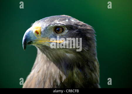 Steppa Eagle (Aquila nipalensis), Adulto, ritratto Foto Stock