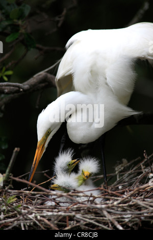 Grande Garzetta (Egretta alba), il novellame di uccelli, pulcini nel nido, Florida, Stati Uniti d'America Foto Stock