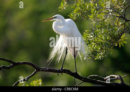 Grande Garzetta (Egretta alba), Adulto arroccato su albero in allevamento piumaggio, Florida, Stati Uniti d'America Foto Stock