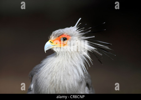 Secretarybird o Segretario Bird (Sagittarius serpentarius), Adulto, ritratto, Cape Town, Sud Africa e Africa Foto Stock