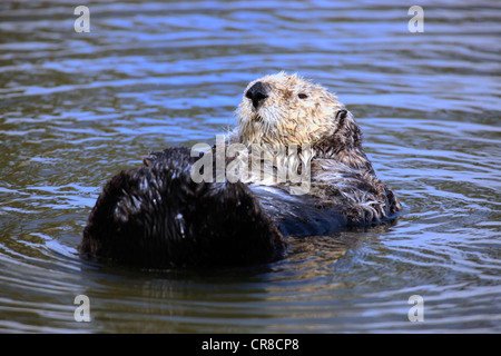 Sea Otter (Enhydra lutris), Adulto, femmina, in acqua, Monterey, California, Stati Uniti d'America Foto Stock