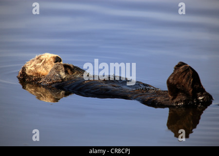 Sea Otter (Enhydra lutris), Adulto, femmina, in acqua, Monterey, California, Stati Uniti d'America Foto Stock