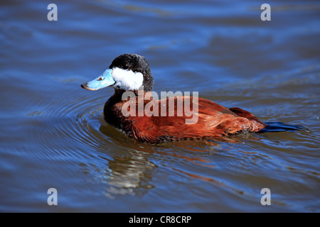 Ruddy duck (Oxyura jamaicensis), Adulto, drake, nuoto, CALIFORNIA, STATI UNITI D'AMERICA Foto Stock