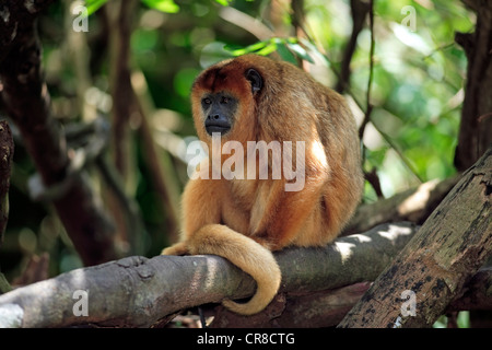 Nero (howler Alouatta caraya), Adulto, femmina, su albero, riposo, captive, Singapore, Sud-est asiatico Foto Stock