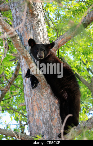 American black bear (Ursus americanus), cub arrampicata sugli alberi, Minnesota, Stati Uniti d'America Foto Stock