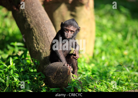 Celebes macaco crestato (Macaca nigra), giovane, captive, Singapore, Sud-est asiatico Foto Stock
