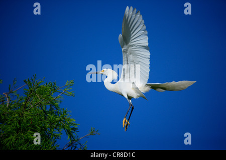 Snowy garzetta (Egretta thuja), adulto in volo, Florida, Stati Uniti d'America Foto Stock