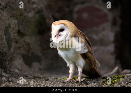 Il barbagianni (Tyto alba), Adulto, chiamando, Germania, Europa Foto Stock