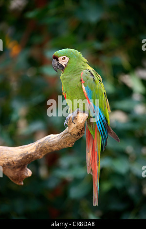 Castagne e fronteggiata Macaw o gravi Macaw (Ara severus syn. Ara severa), Adulto, appollaiato sul ramo, Florida, Stati Uniti d'America Foto Stock