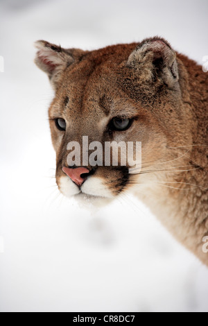 Puma, cougar o mountain lion (Puma concolor), Adulto, Ritratto, Neve, Montana, USA Foto Stock