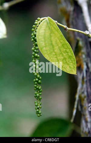 Pepe nero (Piper nigrum), Singapore, Sud-est asiatico, in Asia Foto Stock