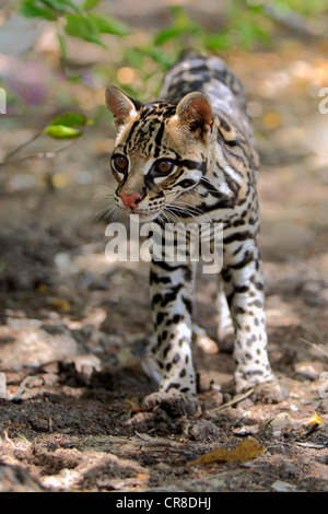 Ocelot (da Leopardo pardalis, Felis pardalis), maschio adulto, Honduras, America Centrale Foto Stock