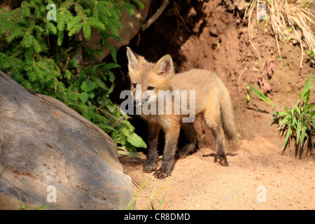 North American Red Fox (Vulpes vulpes fulva), cub al di fuori di un den, Minnesota, Stati Uniti d'America Foto Stock