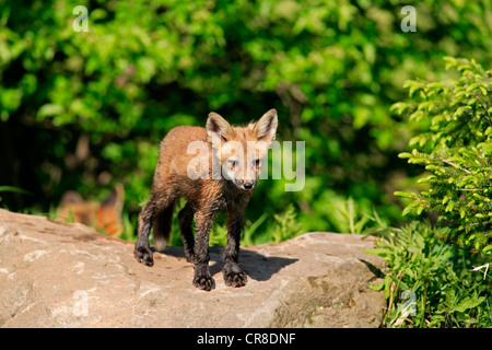 North American Red Fox (Vulpes vulpes fulva), cub su una roccia, Minnesota, Stati Uniti d'America Foto Stock