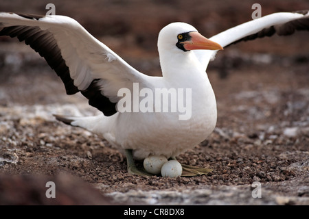 Nazca Booby (Sula granti), Adulto cova in un nido con uova, Isole Galapagos, Ecuador, Sud America Foto Stock