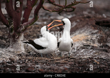 Nazca Booby (Sula granti), Adulto, coppia, il nido, il comportamento sociale, Isole Galapagos, Ecuador, Sud America Foto Stock