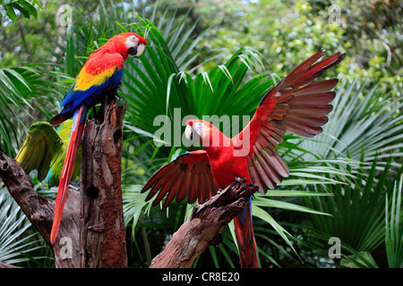 Scarlet Macaw (Ara Macao), Coppia adulta, Roatan in Honduras Caraibi, America Centrale e America Latina Foto Stock