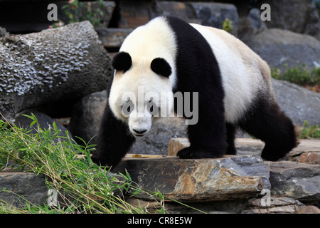 Panda gigante (Ailuropoda melanoleuca), Adulto, lo Zoo di Adelaide, Adelaide, Australia Foto Stock