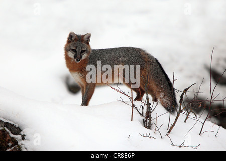 Gray Fox (Urocyon cinereoargenteus), Adulto, alla ricerca di cibo nella neve, Montana, USA, America del Nord Foto Stock