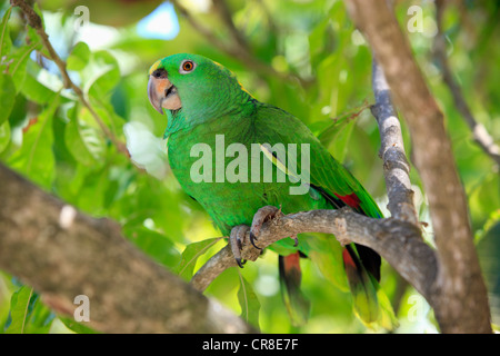 Giallo-naped Parrot o giallo-naped Amazon (Amazona auropalliata), Adulto su un albero, Roatan, Honduras, dei Caraibi e America centrale Foto Stock