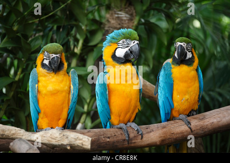 Tre blu-giallo macaws o Blu e Oro Macaws (Ara ararauna), adulti, Sud America Foto Stock